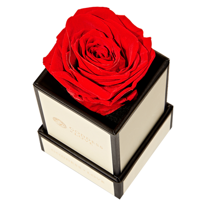Goddess of Love Preserved Rose 1ct