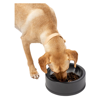 Wild One Black Standard Bowl
