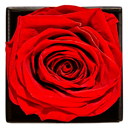 Goddess of Love Preserved Rose 1ct