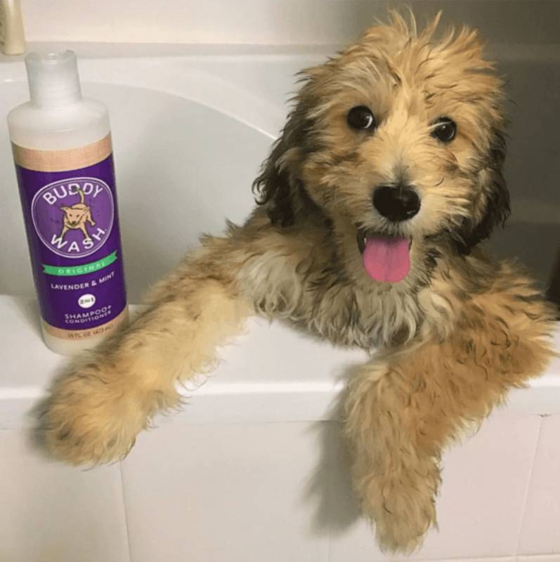 Buddy Wash Lavender & Mint 2 in 1 Dog Shampoo Plus Conditioner, 16oz.