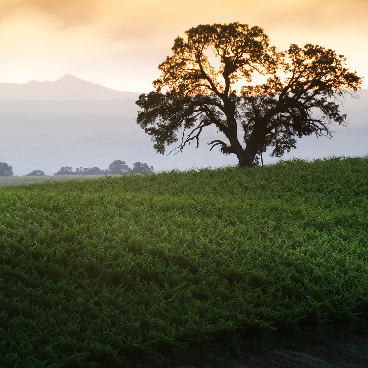 Dragon Ridge – BevMo!